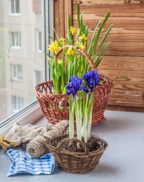 Bulbous iris and daffodils in baskets on window. — Stock Photo, Image
