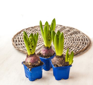 Tencere taze sümbül