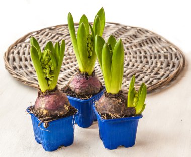 Tencere taze sümbül