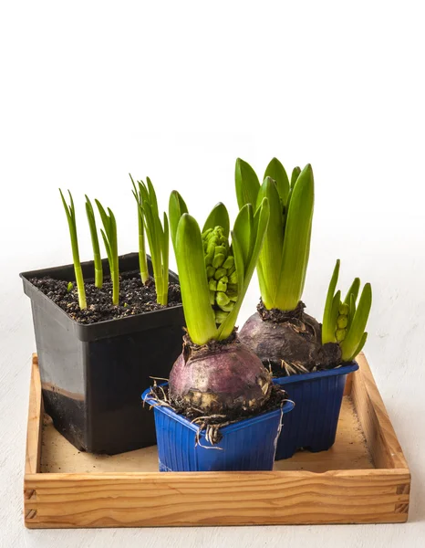 Hyacinths and daffodils in pots — Stock Photo, Image
