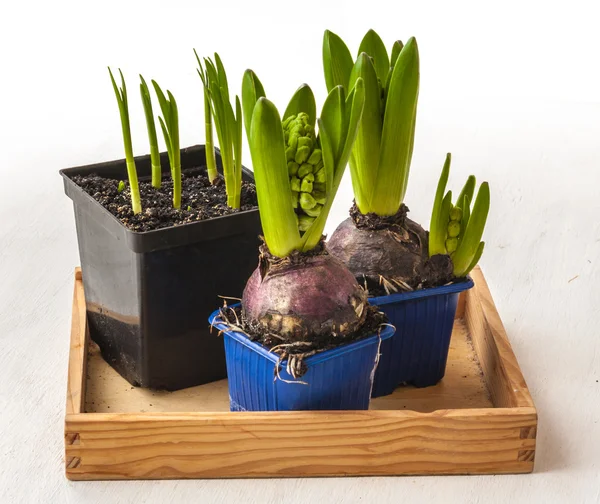 Hyacinths and daffodils in pots — Stock Photo, Image