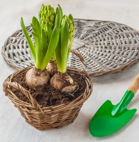 Hyacinty a zahradní lopata — Stock fotografie