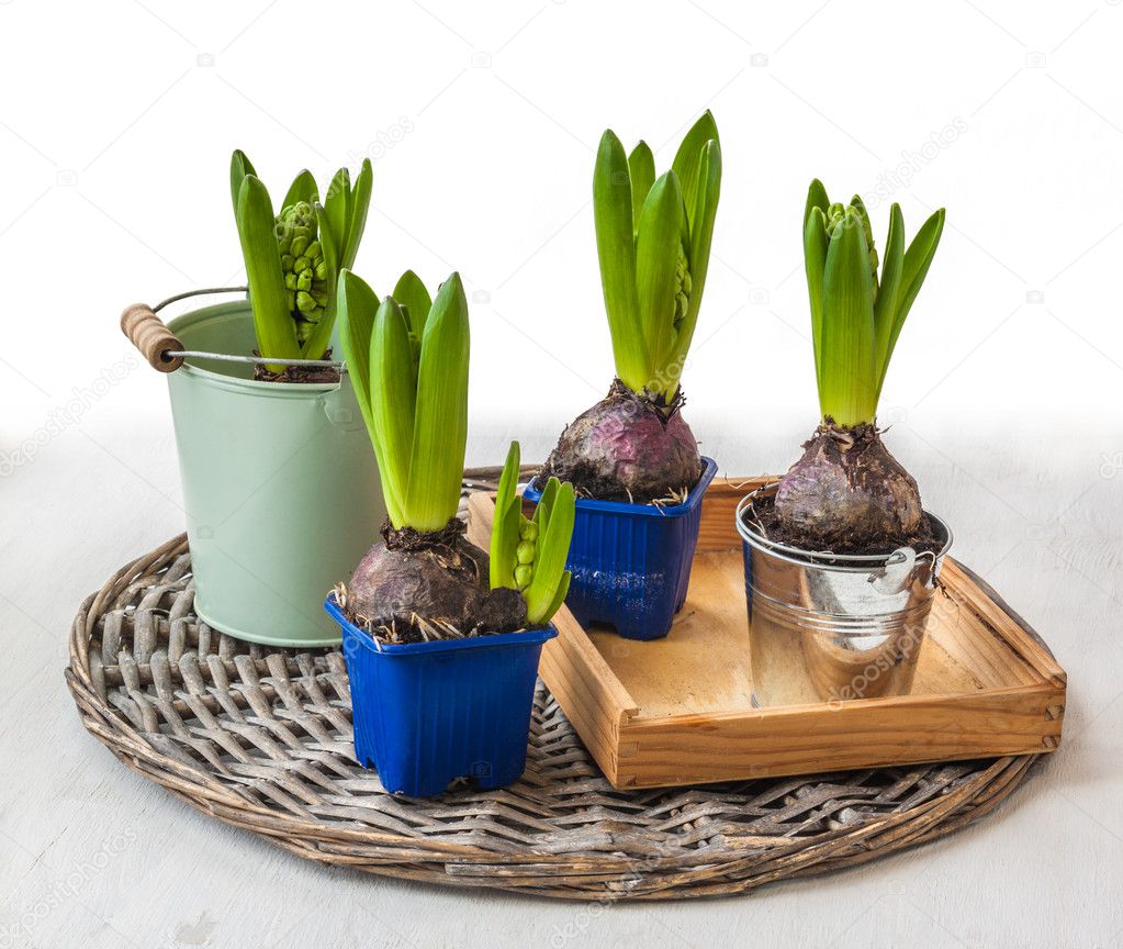 Fresh hyacinths in pots