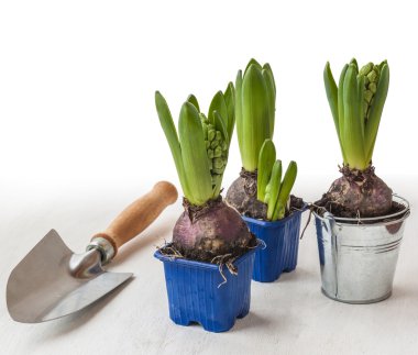 Üç saksı sümbül