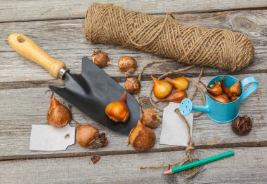 Sıralama lale soğanı