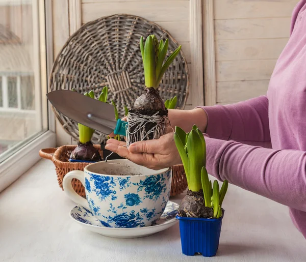 Hands transplanted hyacinth — Stock Photo, Image