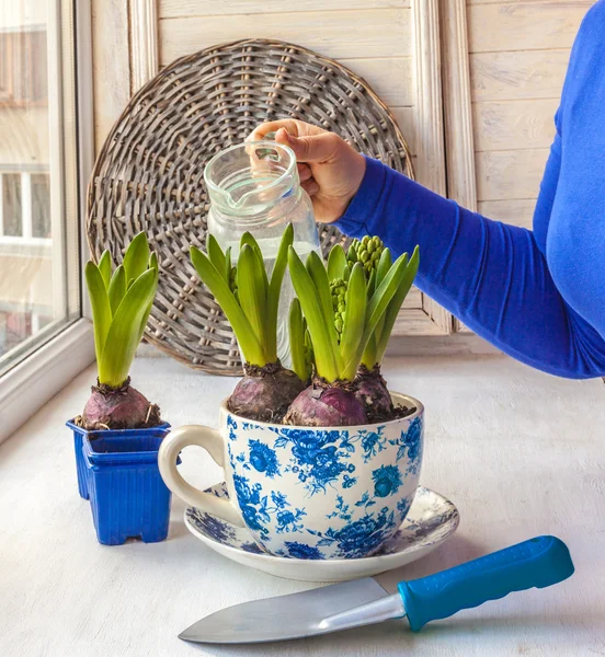 Female hands watered hyacinths — Stock Photo, Image