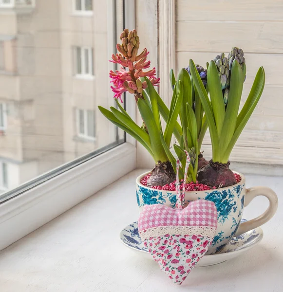 Drie hyacinten in een pot en hart — Stockfoto