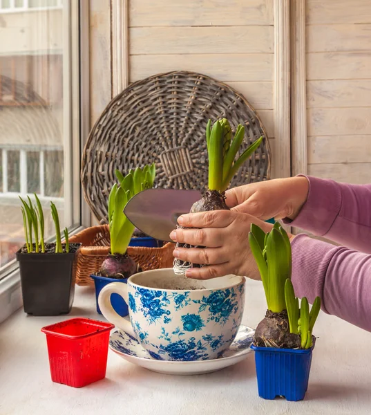 Female hands transplanted hyacinth in a pot — Stock Photo, Image