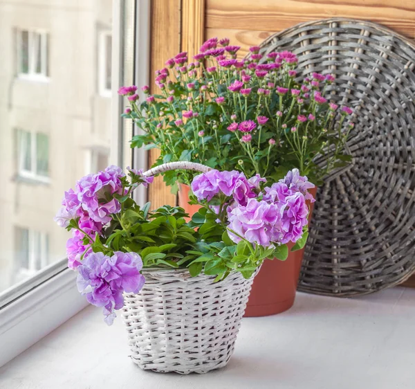 Dubbele petunia in een mand — Stockfoto