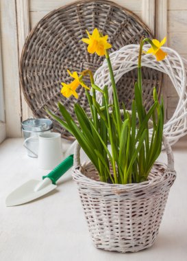 Nergis beyaz sepet ve dekoratif bir sulama olabilir