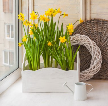 Balkon kutularındaki sarı nergis