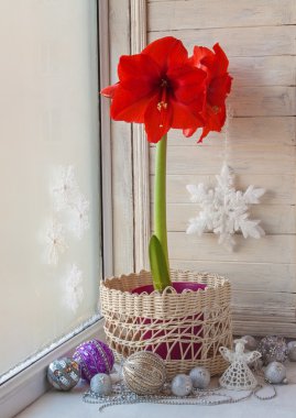 Kırmızı Hippeastrum ve Noel dekor