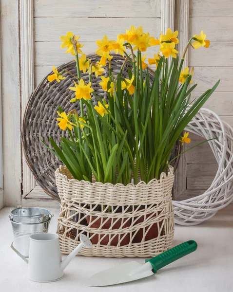 Narzissen in einem weißen Korb und eine dekorative Gießkanne — Stockfoto