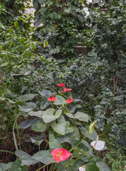 Anthurium andraeanum bir sera içinde — Stok fotoğraf