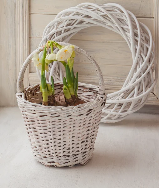 White daffodils in a basket — Stock Photo, Image