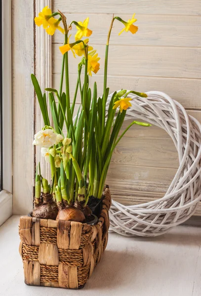 Narcisos amarillos y blancos en canasta — Foto de Stock