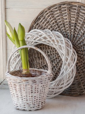 Beyaz Hippeastrum beyaz sepet içinde 