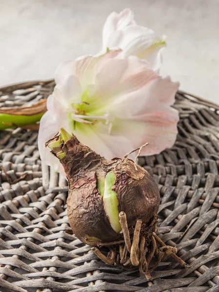 Hippeastrum bulb and flower — Stok Foto