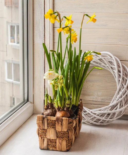 Gele en witte narcissen in een mand — Stockfoto