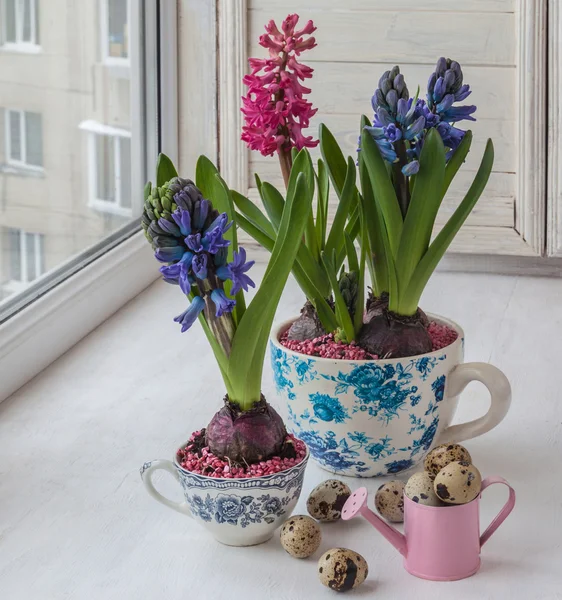 Ostern Anordnung der Hyazinthen im Jahrgang Tassen — Stockfoto