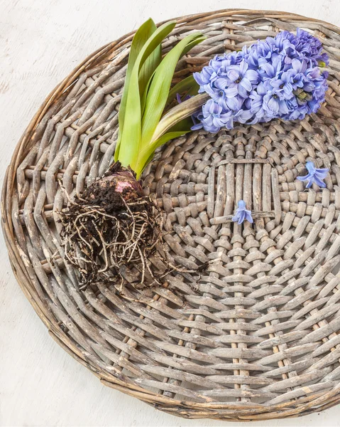 Hyacinth with roots on a wicker round — Stock Photo, Image