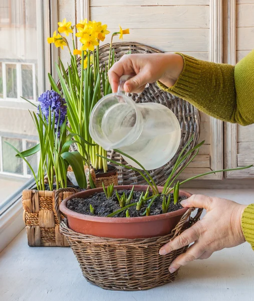 Female hand watering  plants  in a pot — Stock Photo, Image