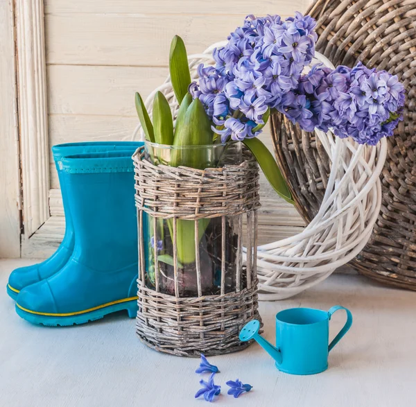 Hyacinten en decoratieve gieter — Stockfoto