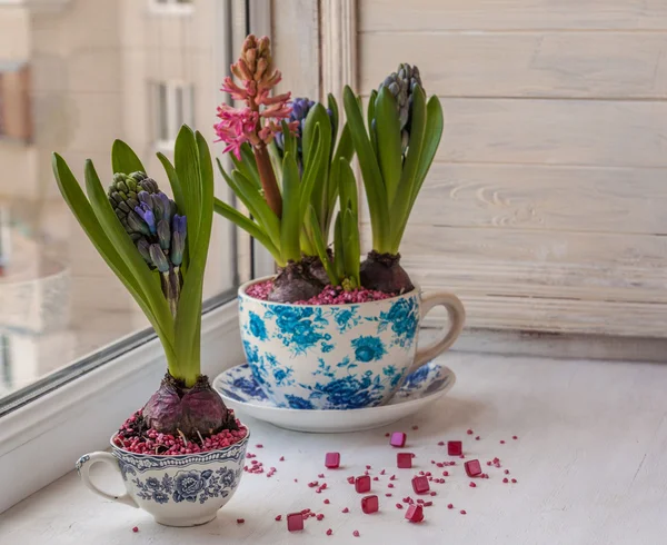 Hyacinten in een pot op het venster — Stockfoto