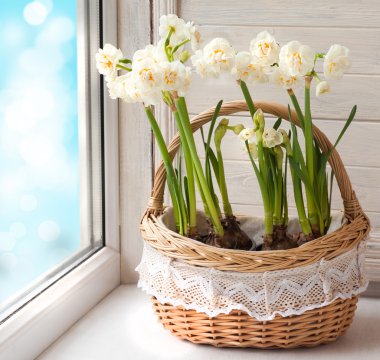 Sepet içinde beyaz nergis