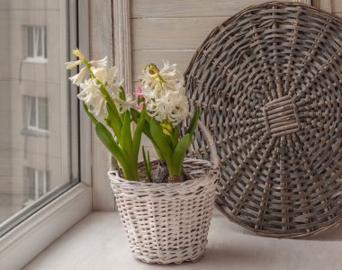 Sepet içinde beyaz sümbül