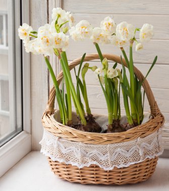 Sepet içinde beyaz nergis