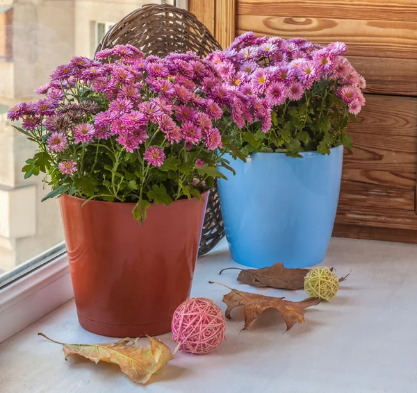 Cespugli di crisantemi in vaso — Foto Stock