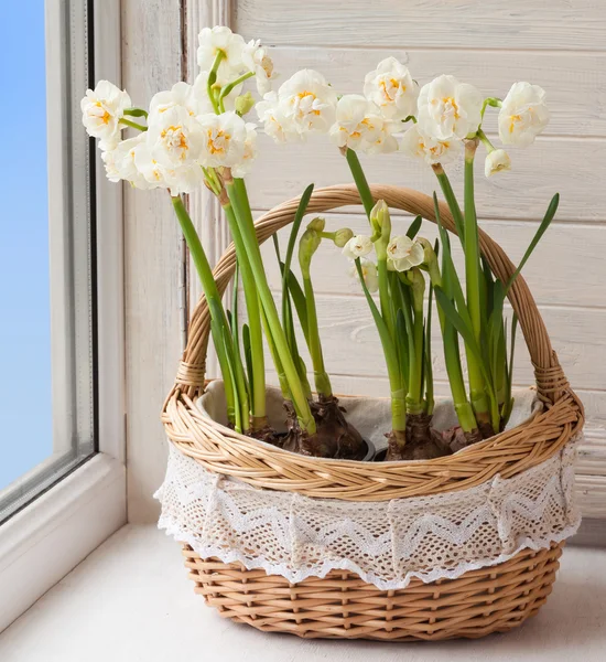 White daffodils in basket — Stock Photo, Image