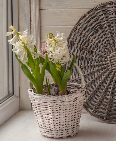 White hyacinths in basket — Stock Photo, Image