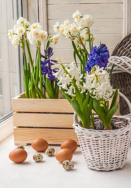 Easter decoration of daffodils — Stock Photo, Image