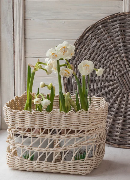 White daffodils in basket — Stock Photo, Image