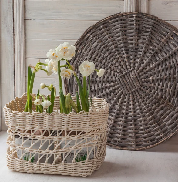 Narcisos branco na cesta — Fotografia de Stock