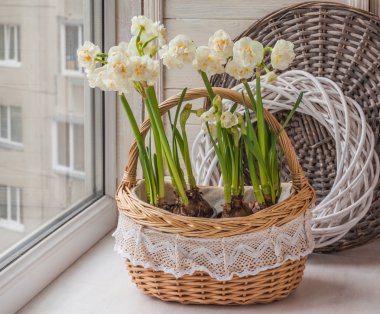 Sepet içinde beyaz nergis