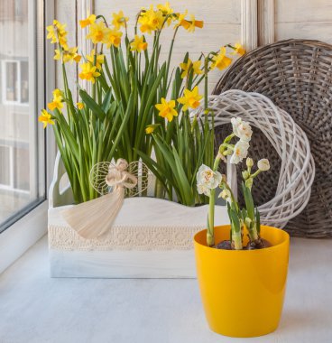 Beyaz ve Sarı nergisler