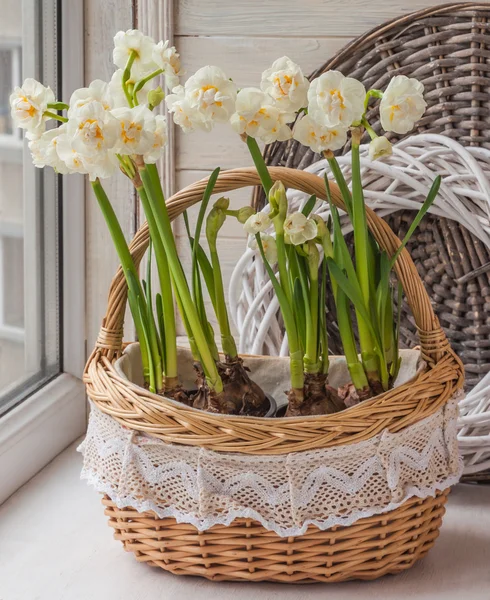 White daffodils in basket — Stock Photo, Image