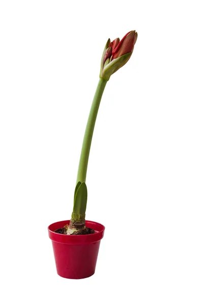 Red Hippeastrum bloem — Stockfoto