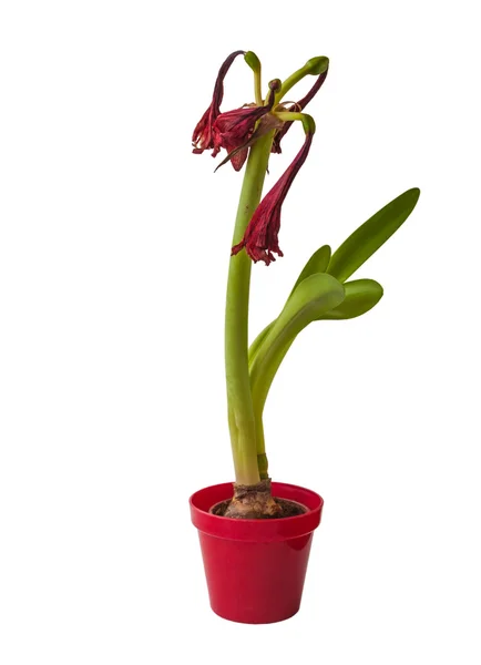 Red Hippeastrum bloem — Stockfoto