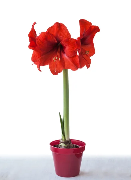 Hippeastrum červený květ — Stock fotografie