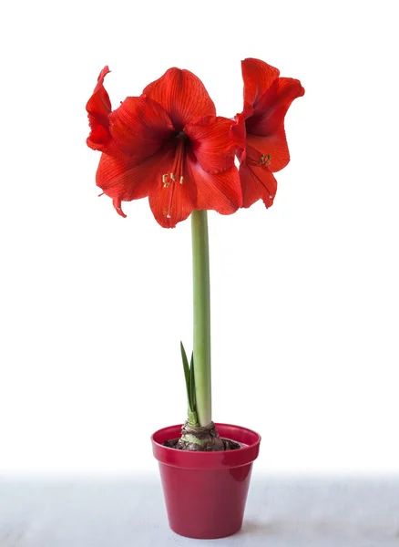 Red Hippeastrum flower — Stock Photo, Image