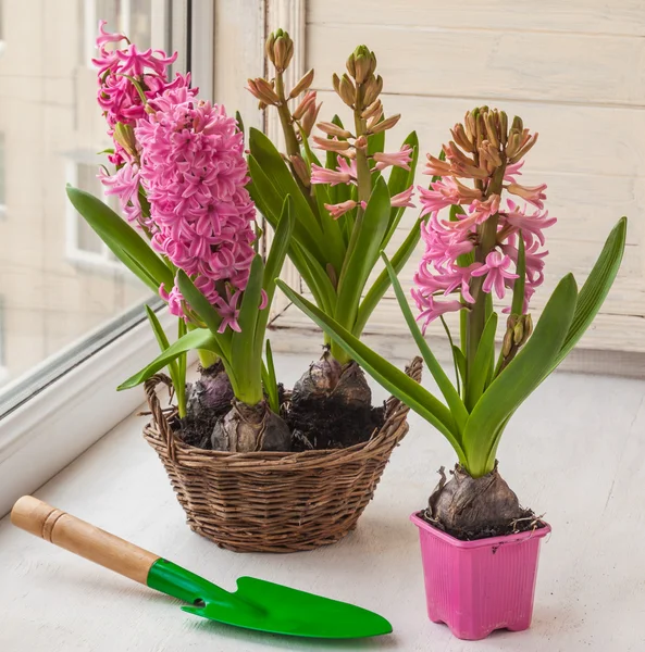 Pink hyacinths in basket — Stock Photo, Image