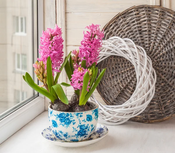 Beautiful pink hyacinths — Stock Photo, Image