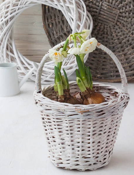 Daffodils in white basket — Stock Photo, Image
