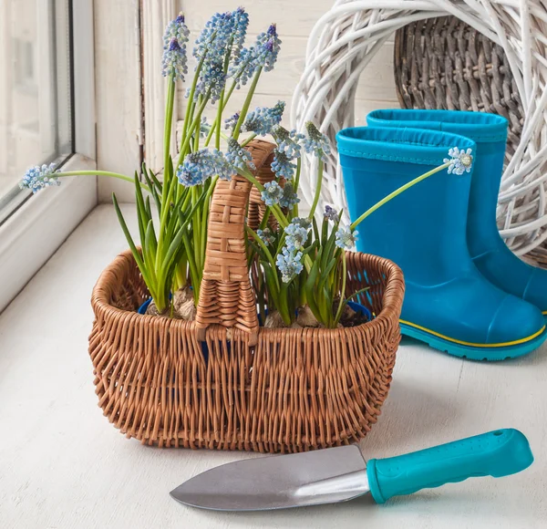 Muskari flores y herramientas de jardín — Foto de Stock