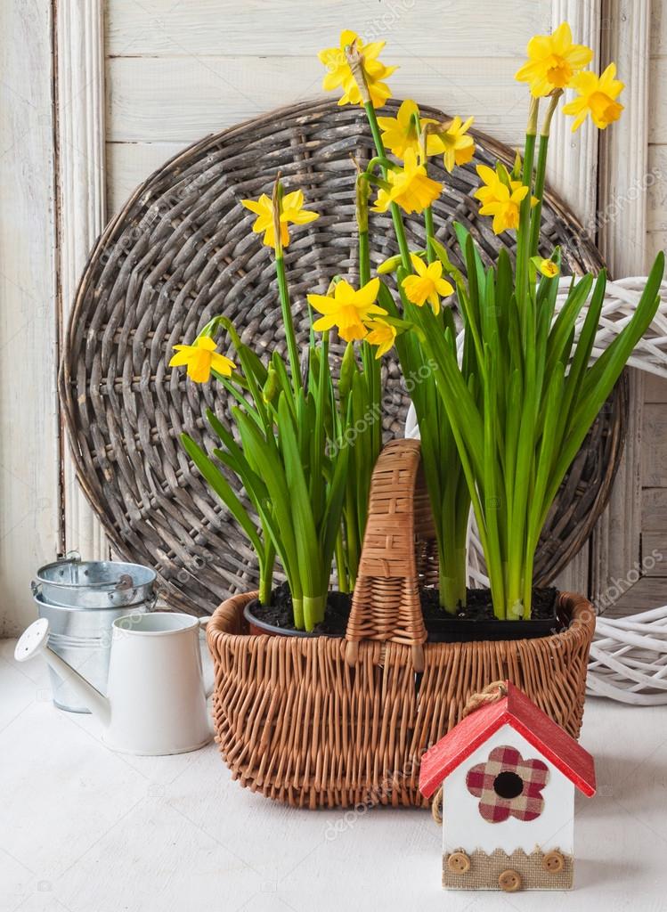 Yellow daffodils in basket Stock Photo by ©olesia 68351205